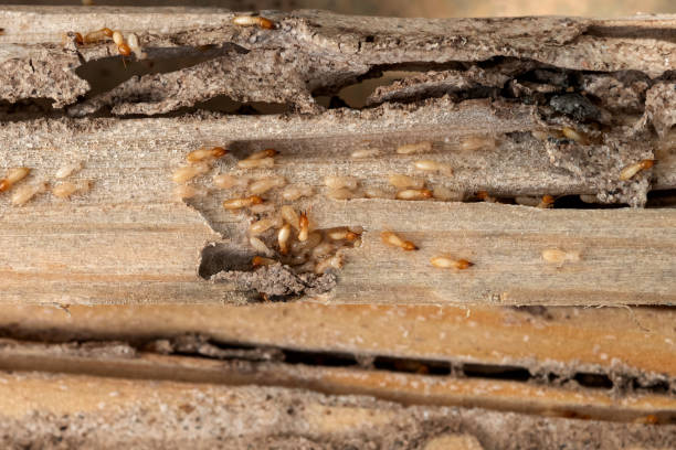 Best Wasp Removal Services  in Chebanse, IL
