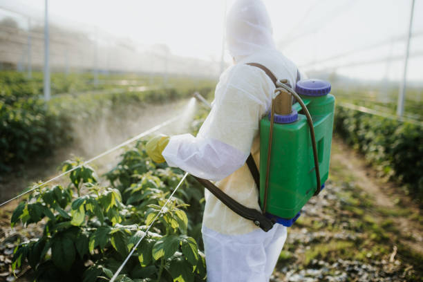 Wasp Removal Services in Chebanse, IL